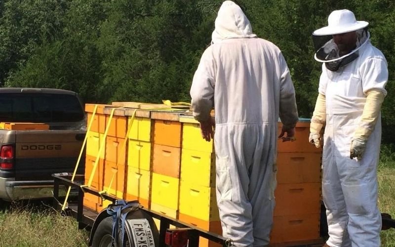 NUCLEUS HIVES (NUCs)