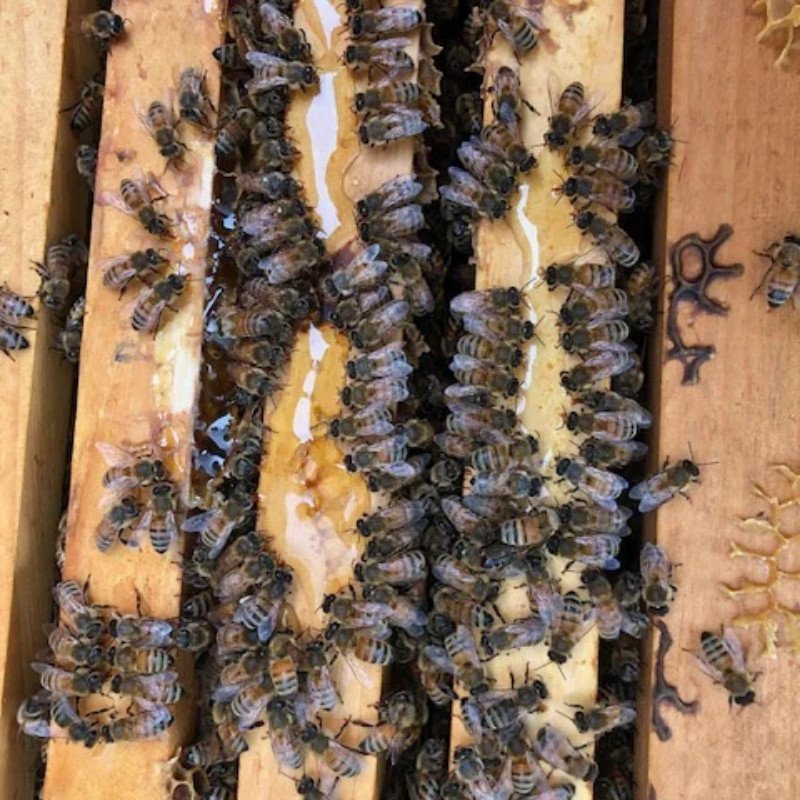 Bees working away at a honeycomb frame