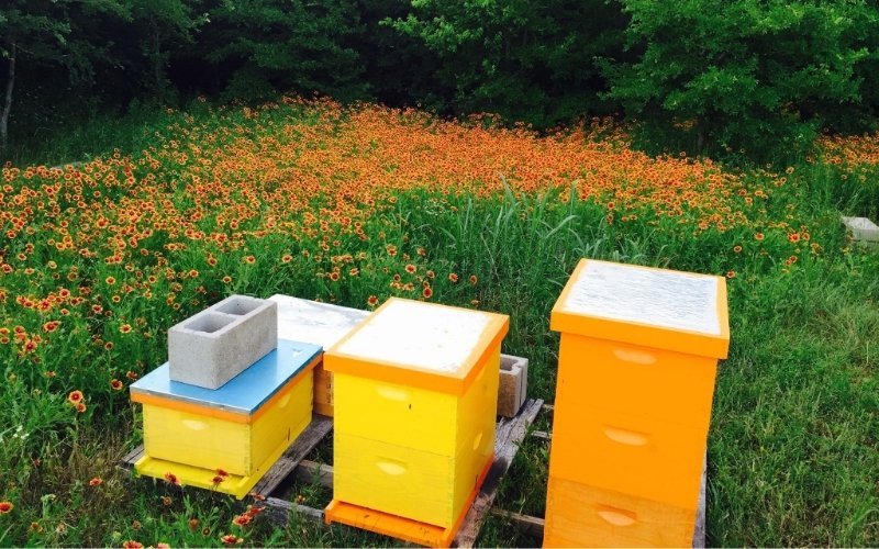 WHEN WE ARE NOT WITH THE BEES