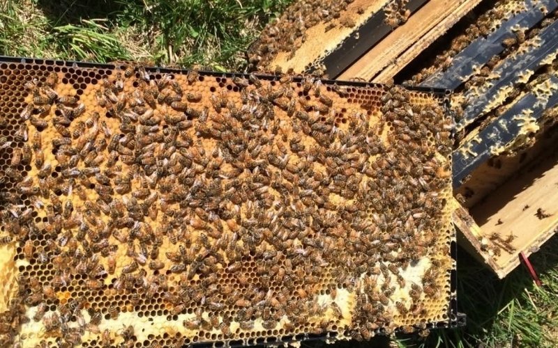 THE BEES COME FIRST. EVERYTHING ELSE FOLLOWS.