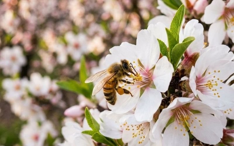 WHAT IS ALMOND POLLINATION?